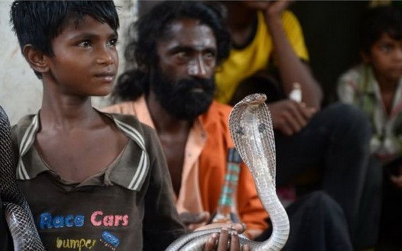 印度眼鏡蛇通常在天黑後攻擊人畜，並引起內出血，需要立即就醫。（圖源：AFP）