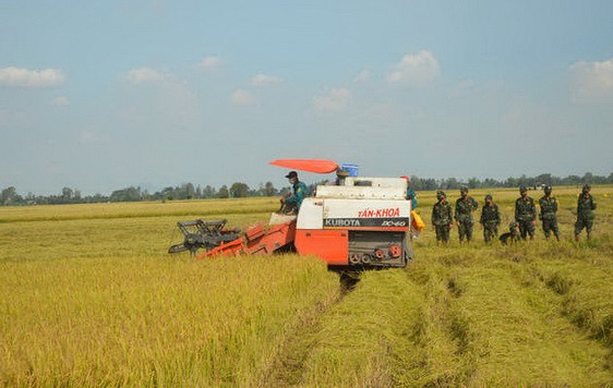 330 師戰士們協助農民收割稻穀。（圖源：寶斗）