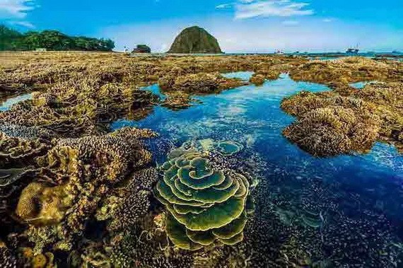 繽紛多彩的天然珊瑚礁。
