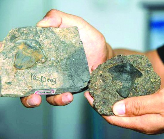 中國首次發現 2.9 億年前瓣齒鯊化石