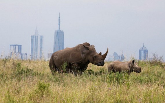 南非目前約有世界上近80%的犀牛。（圖源: 互聯網）