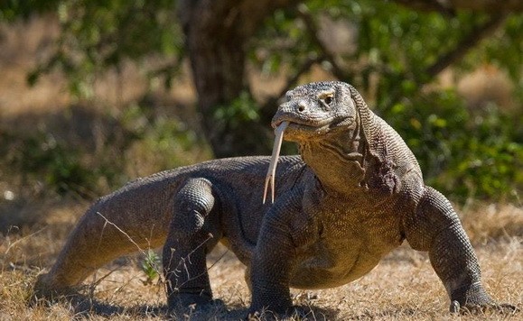 世界上最大的蜥蜴科莫多巨蜥的物種保護級別從“易危”升為“瀕危”。（圖源：互聯網）