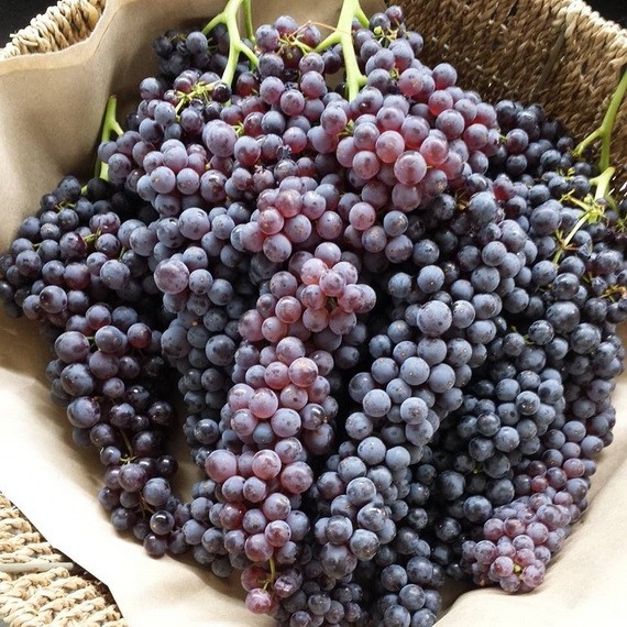 減肥者適合吃什麼葡萄？