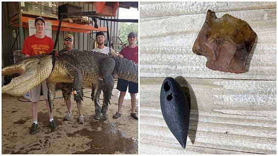 男子捕４米巨鱷剖肚驚見史前罕見文物