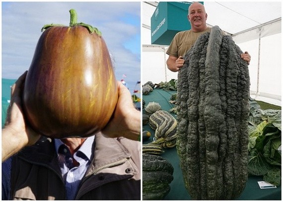 茄子（左圖）和翠玉瓜尺寸驚人。（圖源：互聯網）