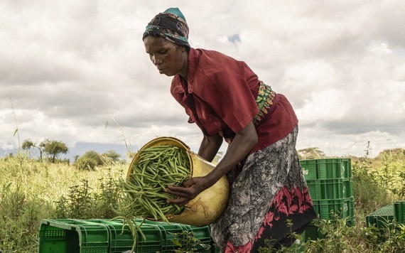 一名肯尼亞婦女在一個合作社農場對收穫的豆子進行分揀。（圖源：聯合國）