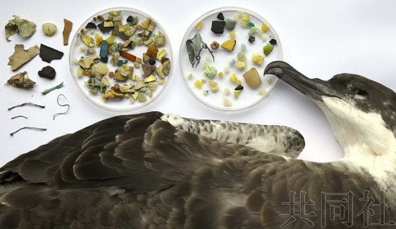 一支由日本研究人員主導的國際研究團隊近期經調查評估，全球大約52%的海鳥體內含有塑料添加劑，因此認為塑料污染對海洋動物的影響日益令人擔憂。（圖源：共同社） 