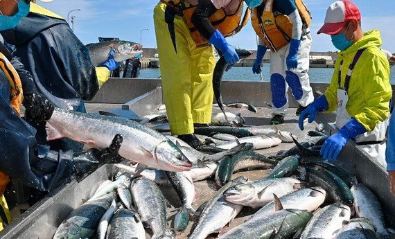 北海道面臨赤潮危機，漁獲大量死亡。（示意圖源：AP）