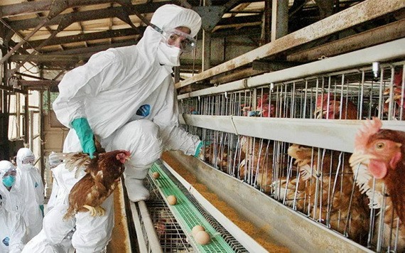 日本農林水產省13日宣佈，其南部鹿兒島縣出水市的一家養雞場出現高致病性禽流感疫情。（示意圖源：AFP） 