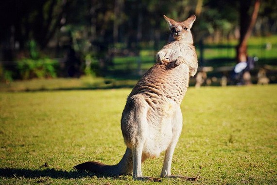 澳大利亞袋鼠。（圖源：互聯網）
