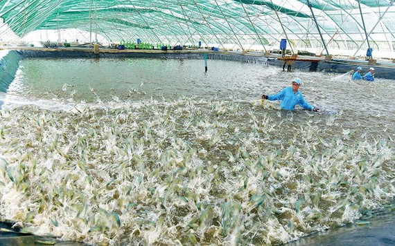 蝦類養殖收穫。（圖源：明姮）