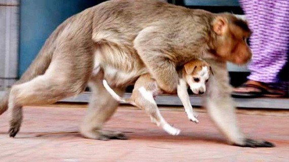 一隻小狗被猴子抓走。（圖：互聯網）