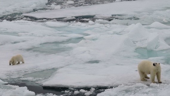 由於氣候變化，冰蓋融化，北極熊的自然棲息地正在消失。（圖：聯合國）