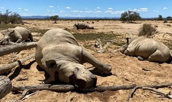 南非政府部門稱2021年超450頭犀牛被非法盜獵。（圖：互聯網）