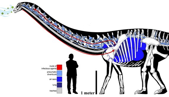 最新研究發現恐龍呼吸道感染化石證據