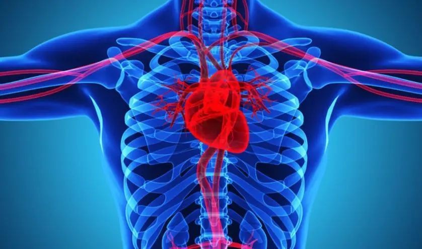 新研究揭示新冠病毒如何影響心臟