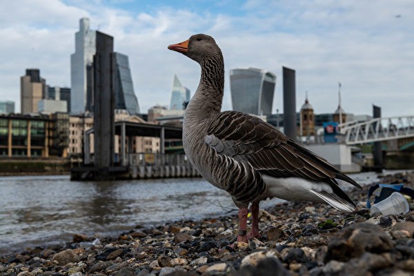 禽流感是由遷徙的野鳥造成的，因此公共衛生官員呼籲人們不要接觸鳥，無論死活。 （圖：Getty Images)