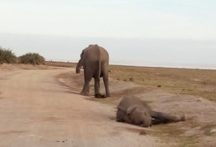 因乾旱死亡的一頭大象。（圖：互聯網）