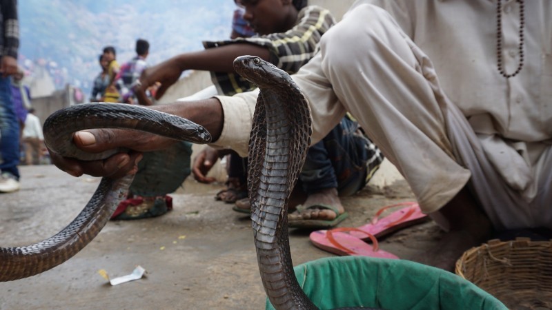 在過去20年間，印度境內估計有120萬人因毒蛇咬傷致死。（圖：Pixabay）