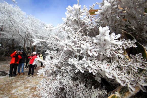 12月1日，在濟州道漢拏山1100高地，遊客們欣賞美麗雪景。（圖：韓聯社）