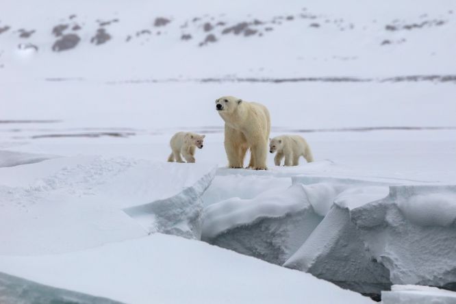 研究人員觀察發現，受氣溫上升影響，有“世界北極熊之都”之稱的加拿大邱吉爾鎮海冰越來越少，危及北極熊生存。（圖：互聯網）