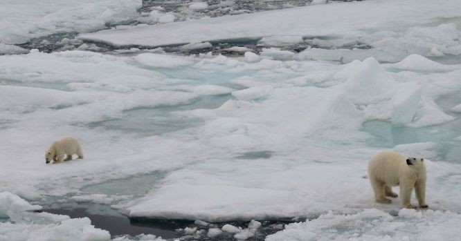 由於氣候變化與冰蓋融化，北極熊自然棲息地正在消失。（圖：聯合國）