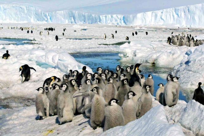 到本世纪末帝企鹅的数量可能会大幅减少。（图：AP）
