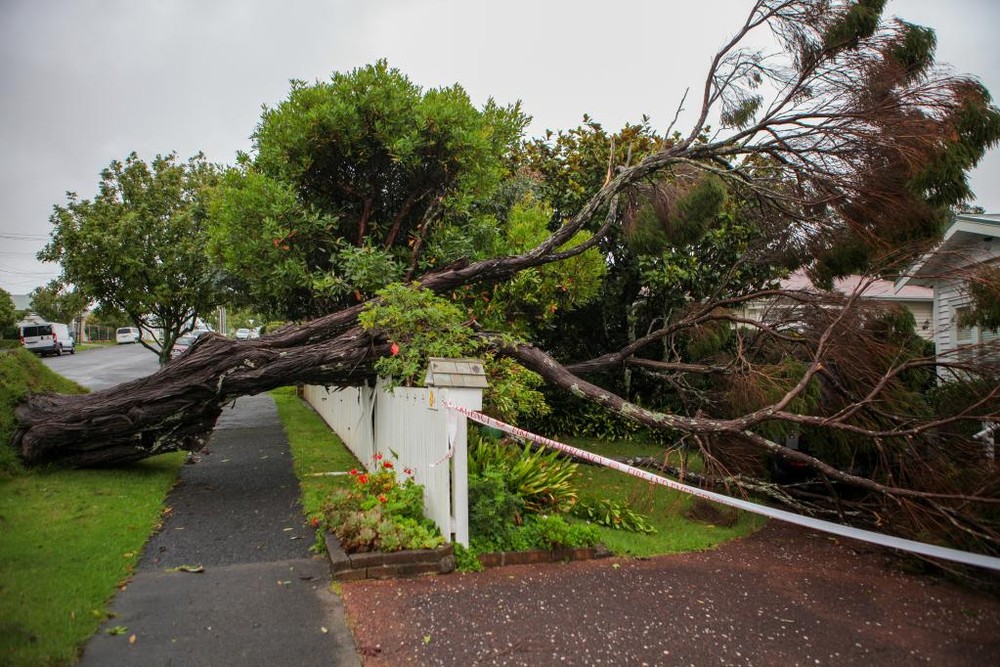这是2月14日在新西兰奥克兰拍摄的受损树木。（图：新华社）