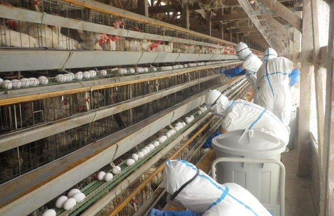 日本工作人员前往养鸡场进行消杀工作。（图：互联网）