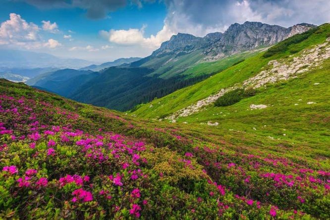 全球变暖，植物“爬山”