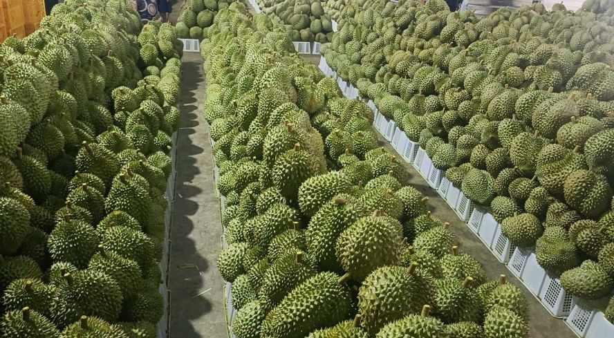 大量新鲜榴莲果集结于前江省丐礼仓库等待出口到中国市场。（图：灵丹）