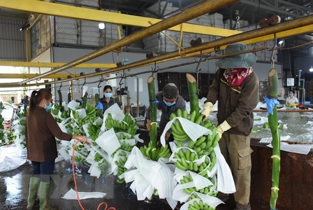 图为巴地-头顿省Kazuna公司出口香蕉粗加工工段。（图：越通社）