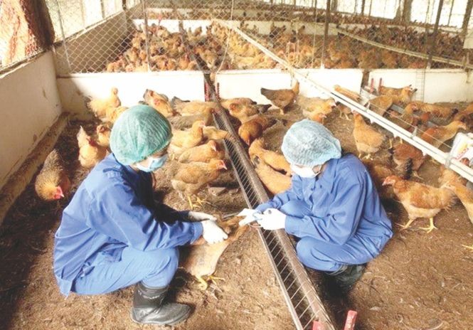 职能力量为家禽注射疫苗。
