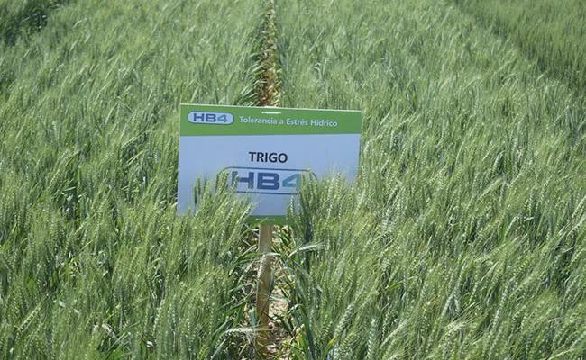 抗旱型转基因小麦 HB4 麦田。（图：互联网）