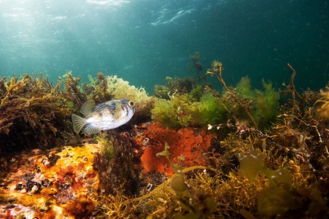 一些最显着的变化发生在澳大利亚南部的温带珊瑚礁上，包括塔斯马尼亚岛。（图：Flickr）