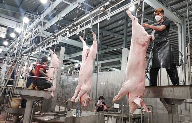 安夏工业屠宰场的生猪屠宰流水线一隅。（图：阮智）