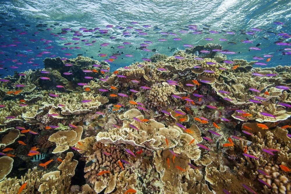 澳洲大堡礁珊瑚礁群面临侵袭。 （图：AP）