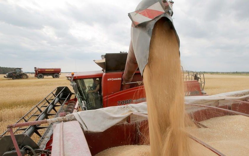 乌克兰的小麦收割。（图：粮农组织）