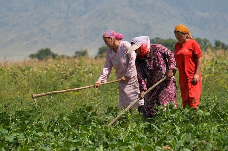 在吉尔吉斯斯坦比什凯克，女农民在田里干活。（图：联合国）