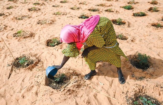 在尼日尔的瓦拉姆，一片曾退化的土地上建立起市场花园，一名妇女正在给蔬菜浇水。（图：难民署）