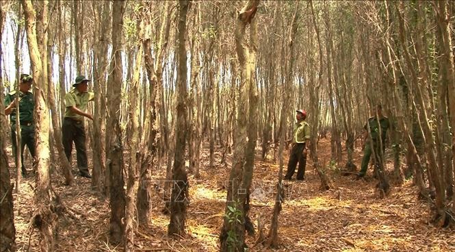 图为塔梅县塔梅北面环保防护林一隅。（图：越通社）