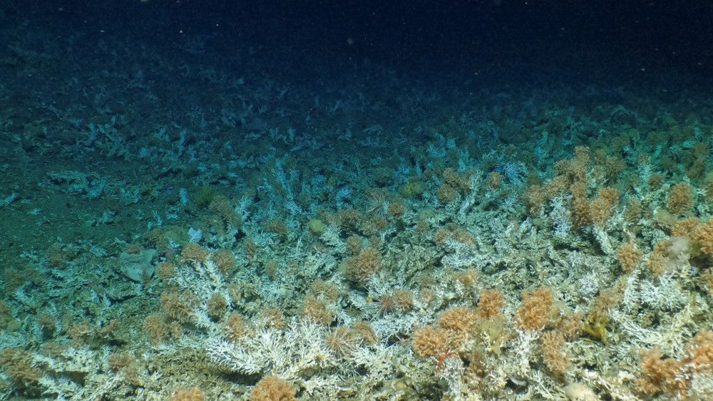 厄瓜多尔海床发现新品种珊瑚。 （图：路透社）