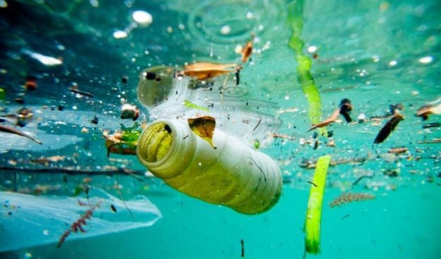 太平洋垃圾带成沿海物种新家园