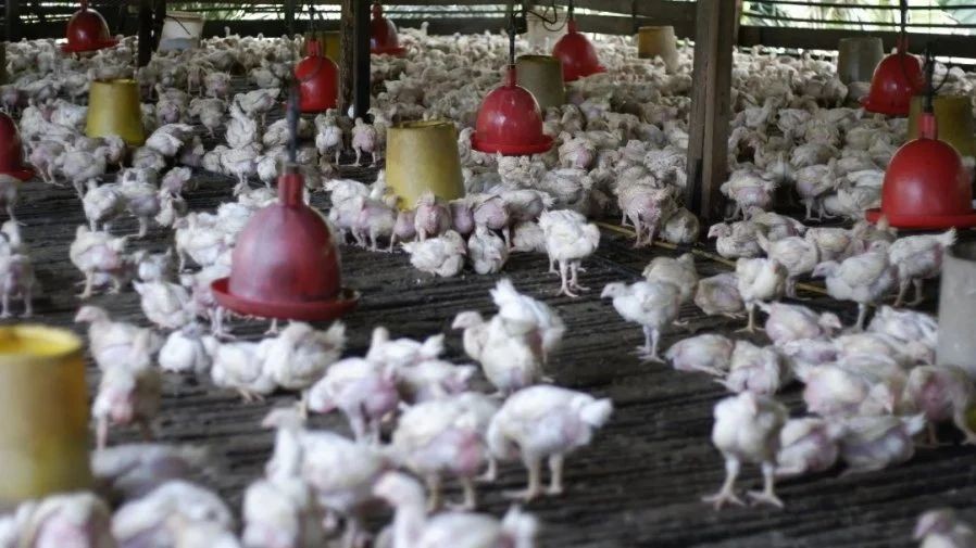 图为印尼一养鸡场。（图：互联网）