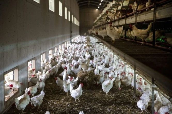 巴西是世界最大鸡肉出口国，政府当局当地时间周一首次确认出现高致病性禽流感（HPAI）个案，但巴西农业部称，高致病性禽流感病例仅出现在野生鸟类。（图：路透社）