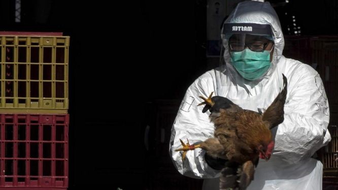 巴西出现禽流感病例后，该国宣布进入动物卫生紧急状态。（示意图：互联网）
