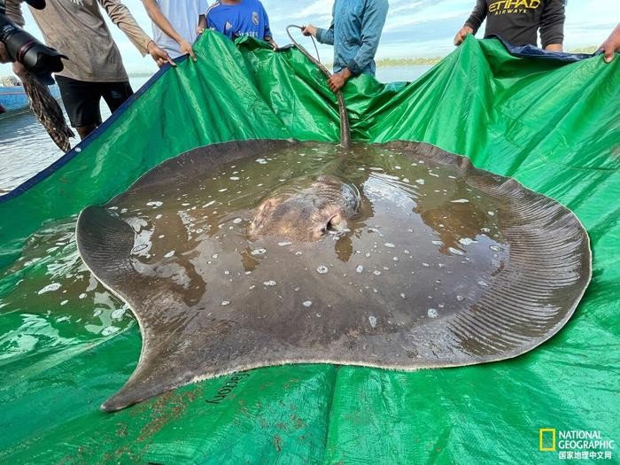 图为柬埔寨北部的渔民意外捕获了这条重达近181千克的查菲窄尾魟。该物种是世界上最大的淡水鱼之一，最常见于柬埔寨湄公河的深水区。（图：National Geographic）