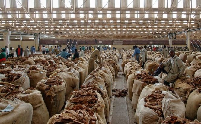 加工好的烟草堆积在马拉维的一个仓库里。（图：联合国）