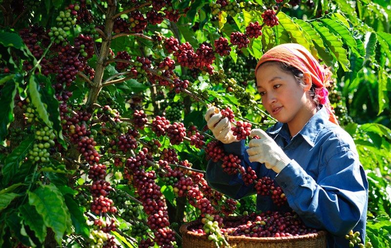 越南瞄准建立与绿色增长、可持续发展相关的优质咖啡链。