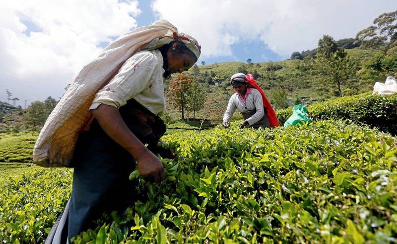 斯里兰卡将以「茶叶」向伊朗偿还石油债务。图为斯里兰卡一茶园拍摄的采茶女 。（示意图：路透社）